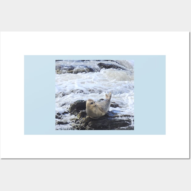 Harbor seal, marine life, wildlife, Pacific Pup Wall Art by sandyo2ly